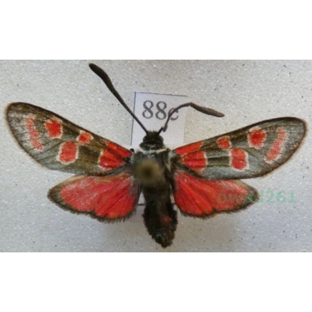 Zygaena carniolica (Scopoli, 1763) Kraśnik rzęsinowiec Czech88c